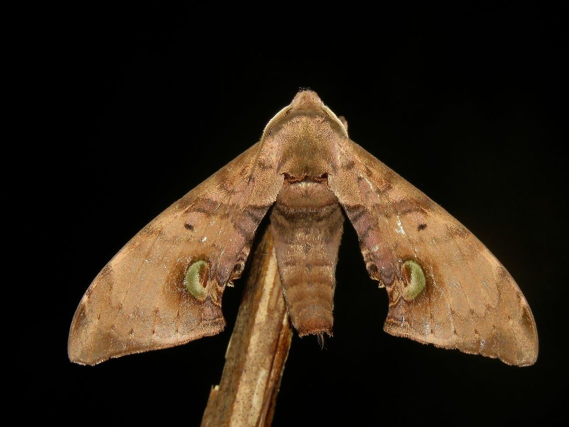 Hawk Moth                                 Daphnusa ocellaris,Hawk Moth,Malaysia,Moth,Sabah,Tawau