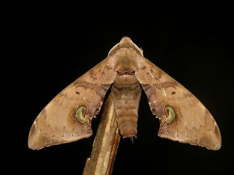 Hawk Moth                                 Daphnusa ocellaris,Hawk Moth,Malaysia,Moth,Sabah,Tawau