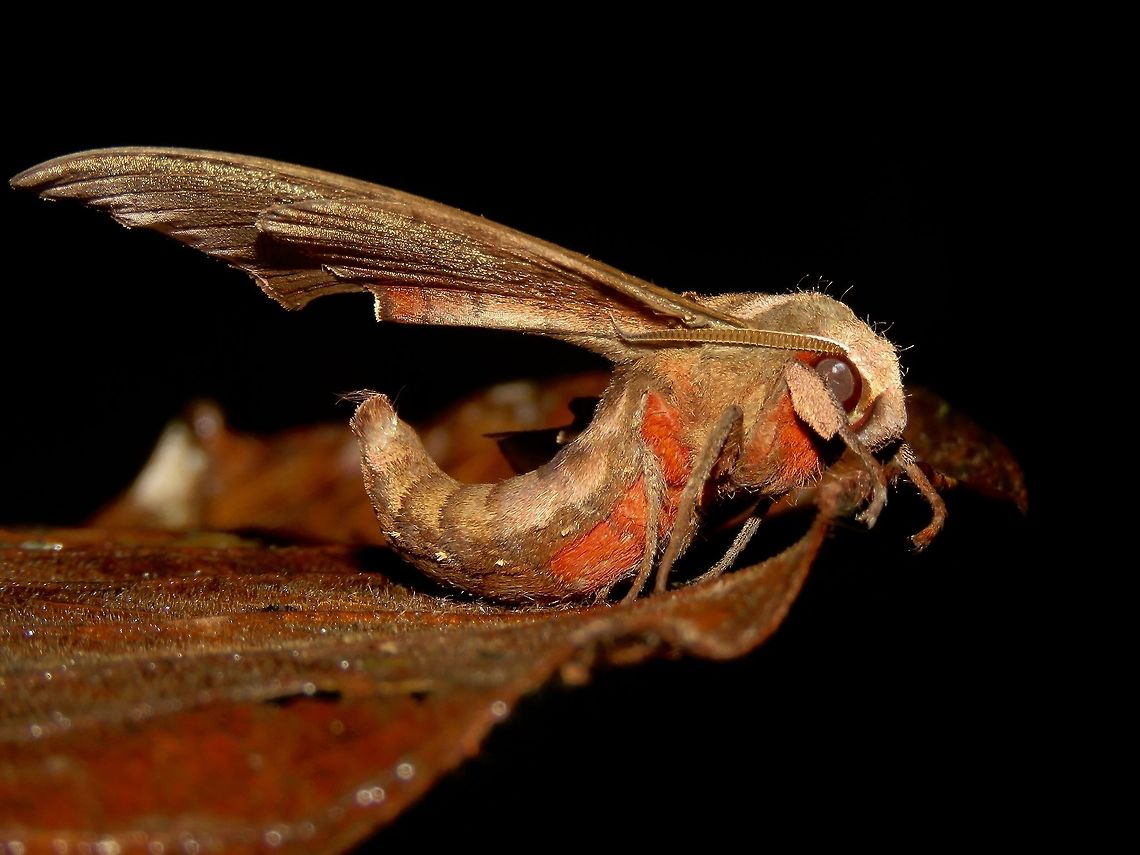 Hawk Moth                                 Hawk Moth,Malaysia,Moth,Moth Week 2018,Sabah,Tawau,moth