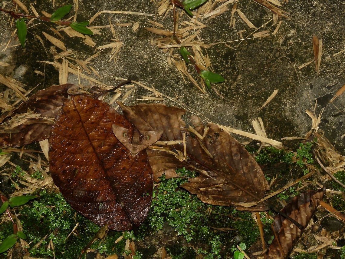 Among dead leafs This Hawk Moth eventually flew and rested on leaf litters, which it camouflage well with.                       Hawk Moth,Malaysia,Moth,Sabah,Tawau