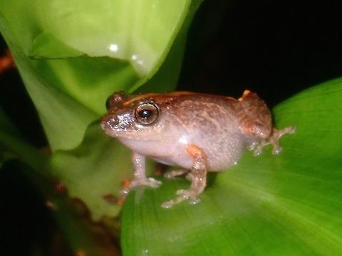 Frog - Philautus longicus Small sized Frog - Philautus longicus, around 3 cm in size, already an adult, saw it croaking. Frog,Palawan,Philautus longicrus,Philautus longicus,Philippines