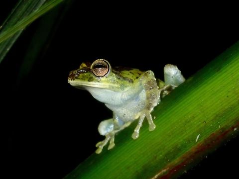 Everett's Tree Frog
