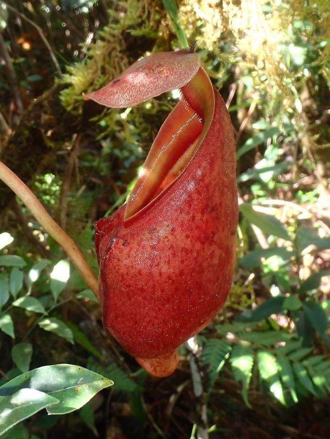 Red Pitcher  Nepenthes,Nepenthes deaniana,Palawan,Philippines,Pitcher Plant