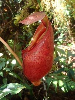 Red Pitcher  Nepenthes,Nepenthes deaniana,Palawan,Philippines,Pitcher Plant