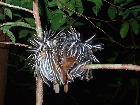 Fluffy Feathers Saw this 2 birds sleeping during a night walk, with their feathers all fluffed up. Bird,Falcated Ground Babbler,Falcated Wren-Babbler,Palawan,Philippines,Ptilocichla falcata