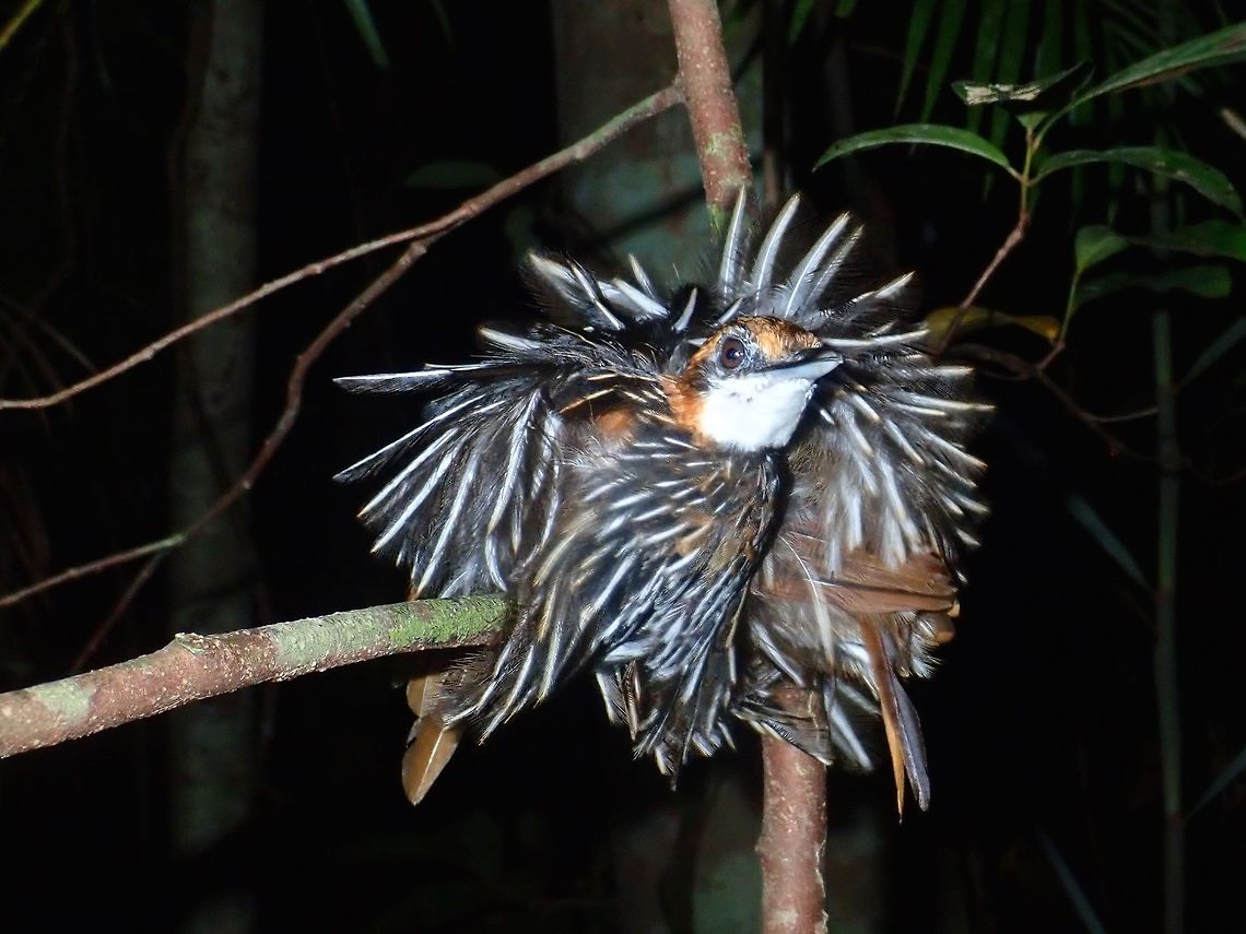 Falcated Ground Babbler  Bird,Falcated Ground Babbler,Falcated Wren-Babbler,Palawan,Philippines,Ptilocichla falcata