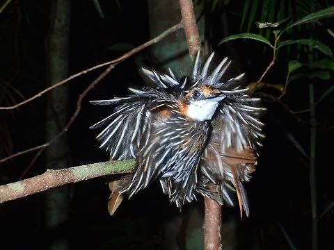 Falcated Ground Babbler  Bird,Falcated Ground Babbler,Falcated Wren-Babbler,Palawan,Philippines,Ptilocichla falcata