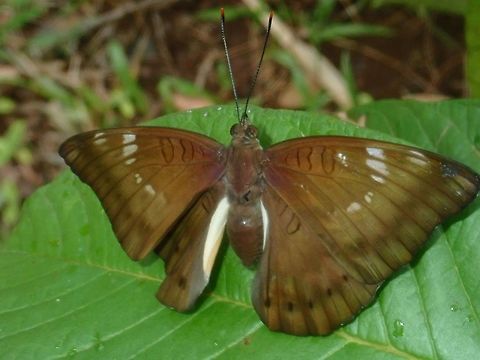 Common Baron - Euthalia aconthea palawana Sub-species of Common Baron - Euthalia aconthea palawana, endemic to Palawan island. Butterfly,Common Baron,Euthalia aconthea,Euthalia aconthea palawana,Palawan,Philippines