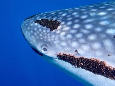 Not the Whaleshark This Spotting refers to the dark patches seen on this Whale Shark; they are parasitic copepods which are only found on Whale Sharks.  The name of this Copepod (Pandarus rhincodonicus) derives its name from the scientific name of Whaleshark - Rhincodon typus.
Pandarus rhincodonicus is a parasitic copepod which lives on the skin of the whale shark and are frequently found on the leading edge of the shark's lips and fins.   Copepod,Palawan,Pandarus rhincodonicus,Parasite,Philippines