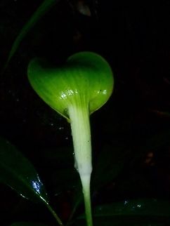 Arisaema filiforme  Arisaema filiforme,Palawan,Philippines,Plant