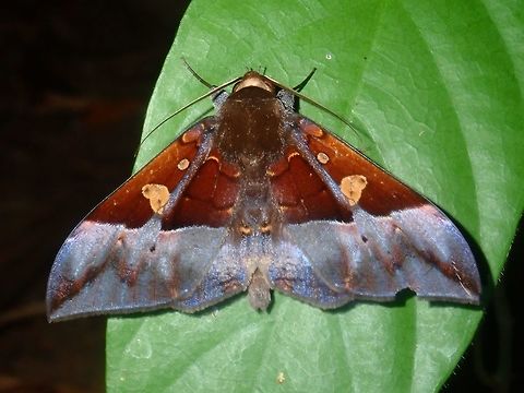 Moth - Ischyja paraplesius  Ischyja paraplesius,Moth,Palawan,Philippines