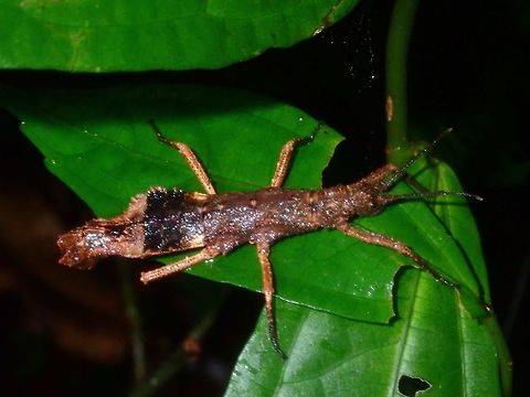 Stick Insect, Phasmid - Dares philippinensis Female Phasmid of the species Dares philippinensis. Dares philippinensis,Palawan,Phasmatodea,Phasmid,Philippines,Stick Insect