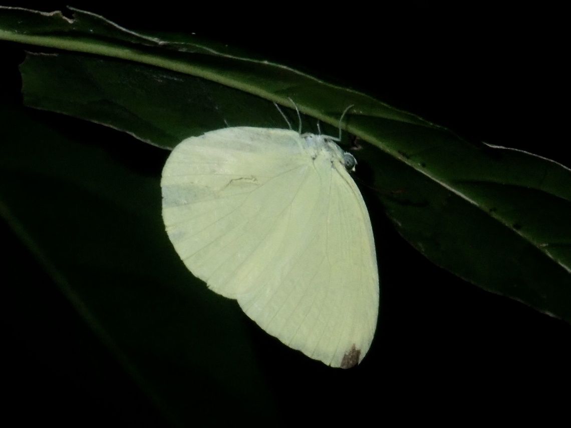 Tree Yellow This is the sub-species of Tree Yellow - Gandaca harina palawanica, endemic to the island of Palawan, Philippines. Butterfly,Gandaca harina,Gandaca harina palawanica,Palawan,Philippines,Tree Yellow