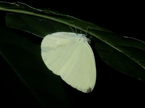 Tree Yellow This is the sub-species of Tree Yellow - Gandaca harina palawanica, endemic to the island of Palawan, Philippines. Butterfly,Gandaca harina,Gandaca harina palawanica,Palawan,Philippines,Tree Yellow
