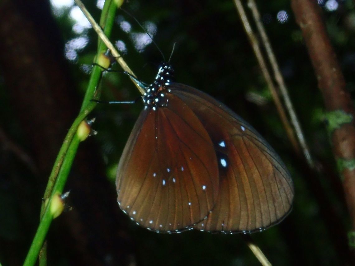 Striped Blue Crow - Euploea mulciber paupera Sub-species of Striped Blue Crow - Euploea mulciber paupera Butterfly,Euploea mulciber paupera,Palawan,Philippines,Striped Blue Crow