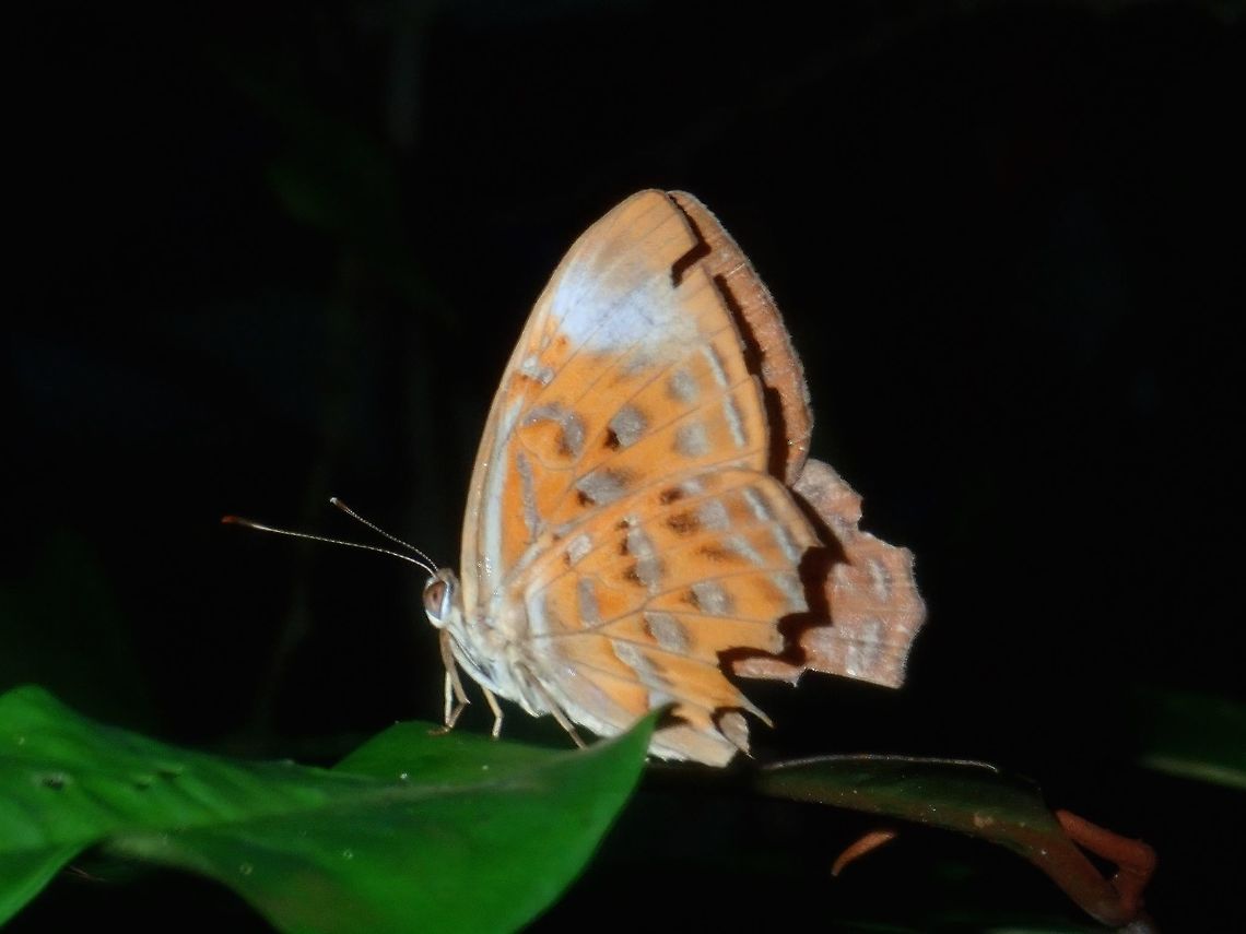Harlequin - Taxila haquinus palawanicus Sub-species of Harlequin - Taxila haquinus palawanicus, endemic to the island of Palawan, Philippines. Butterfly,Harlequin,Palawan,Philippines,Taxila haquinus,Taxila haquinus palawanicus
