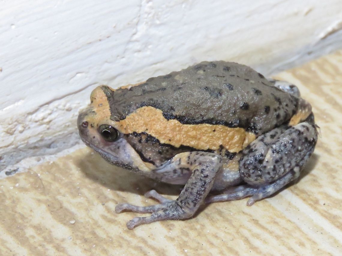 Banded Bullfrog - Kaloula pulchra This Banded Bullfrog - Kaloula pulchra was seen in my Hotel room, giving me a pleasant surprise :D Banded bullfrog,Bullfrog,Frog,Kaloula pulchra,Palawan,Philippines