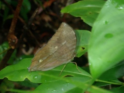Saturn - Zeuxidia amethystus victrix Sub-species of Saturn - Zeuxidia amethystus victrix Butterfly,Palawan,Philippines,Zeuxidia amethystus,Zeuxidia amethystus victrix