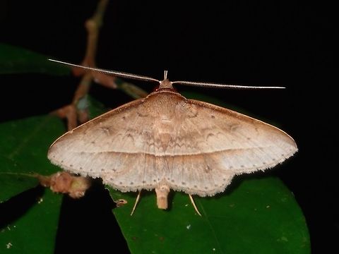 Erebid Moth - Hypospila creberrima Not definitely sure, but looks close to Hypospila creberrima Moth,Palawan,Philippines,Tochara creberrima