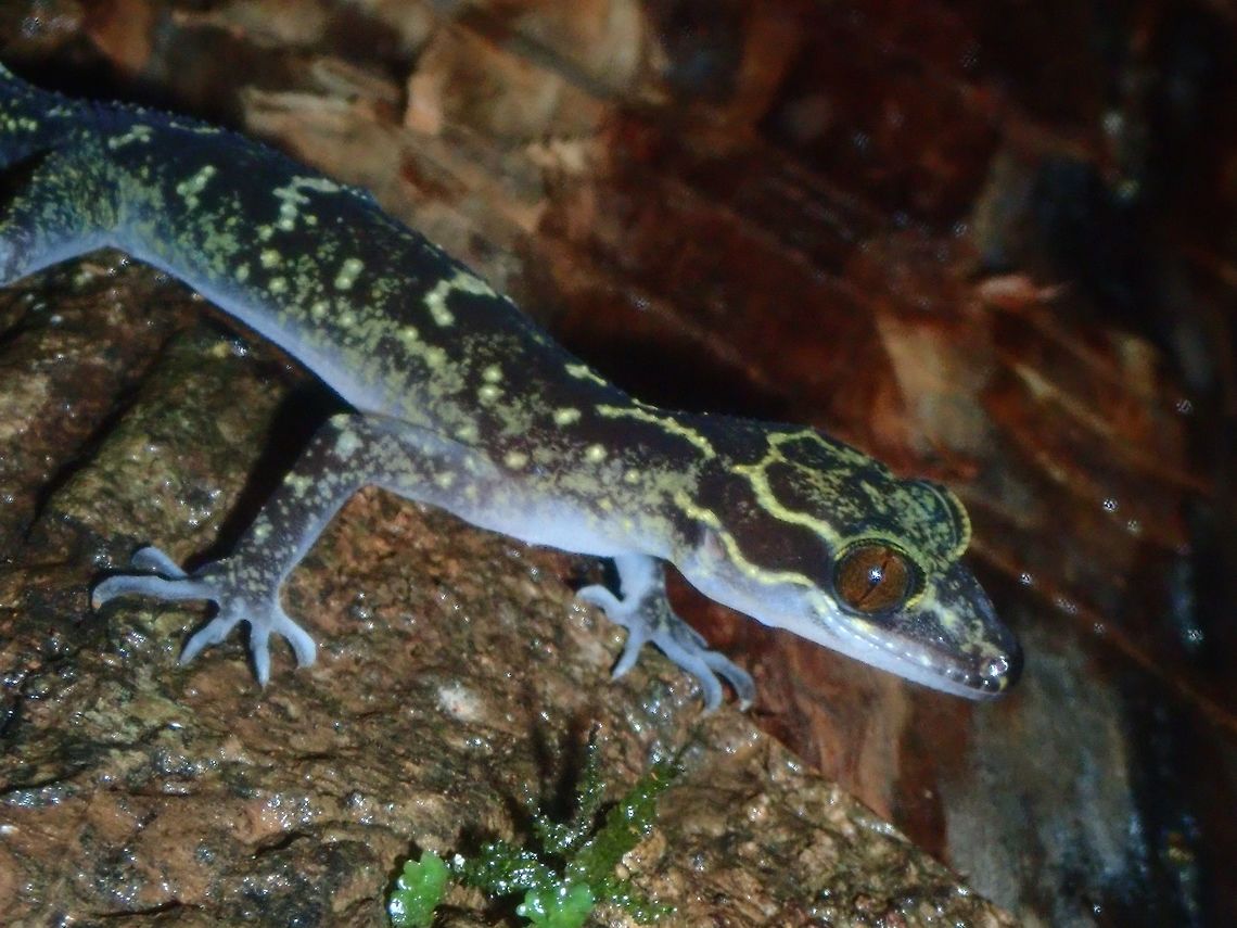 Palawan Bent-toed Gecko - Cyrtodactylus redimiculus Palawan Bent-toed Gecko - Cyrtodactylus redimiculus is endemic to island of Palawan. Cyrtodactylus redimiculus,Gecko,Palawan,Palawan Bent-Toed Gecko,Philippines