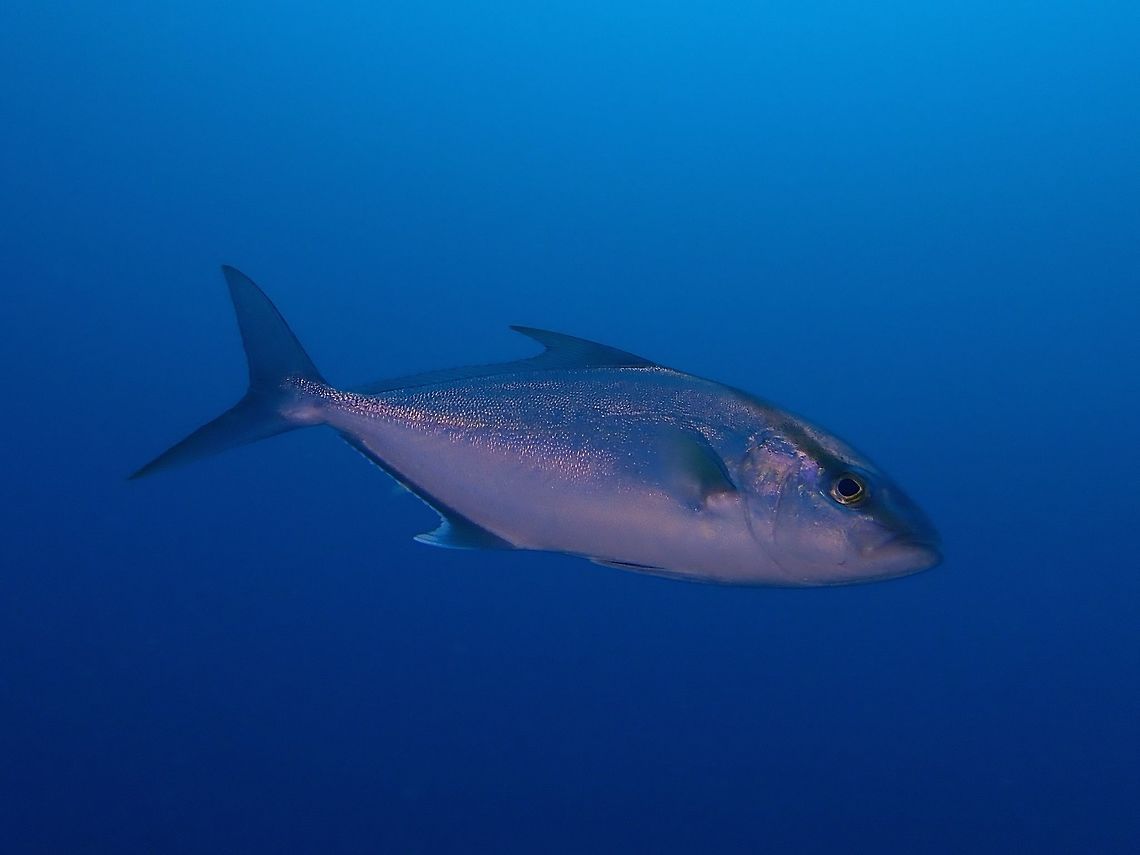 Amberjack - Seriola rivoliana  Amberjack,Fish,Maldives,Seriola rivoliana