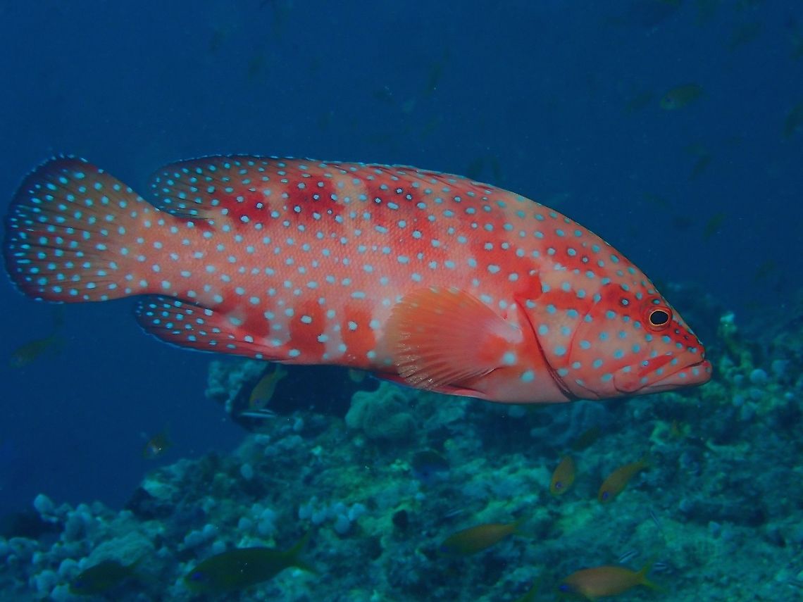 Coral Grouper - Cephalopholis miniata  Cephalopholis miniata,Coral Grouper,Coral hind,Fish,Grouper,Maldives