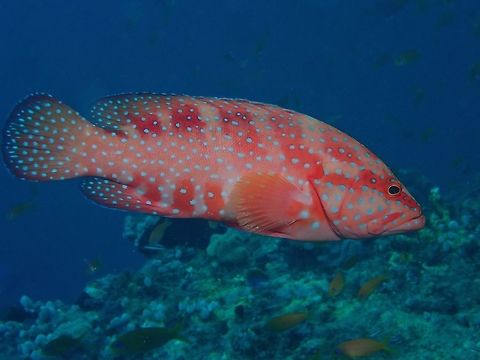 Coral Grouper - Cephalopholis miniata  Cephalopholis miniata,Coral Grouper,Coral hind,Fish,Grouper,Maldives