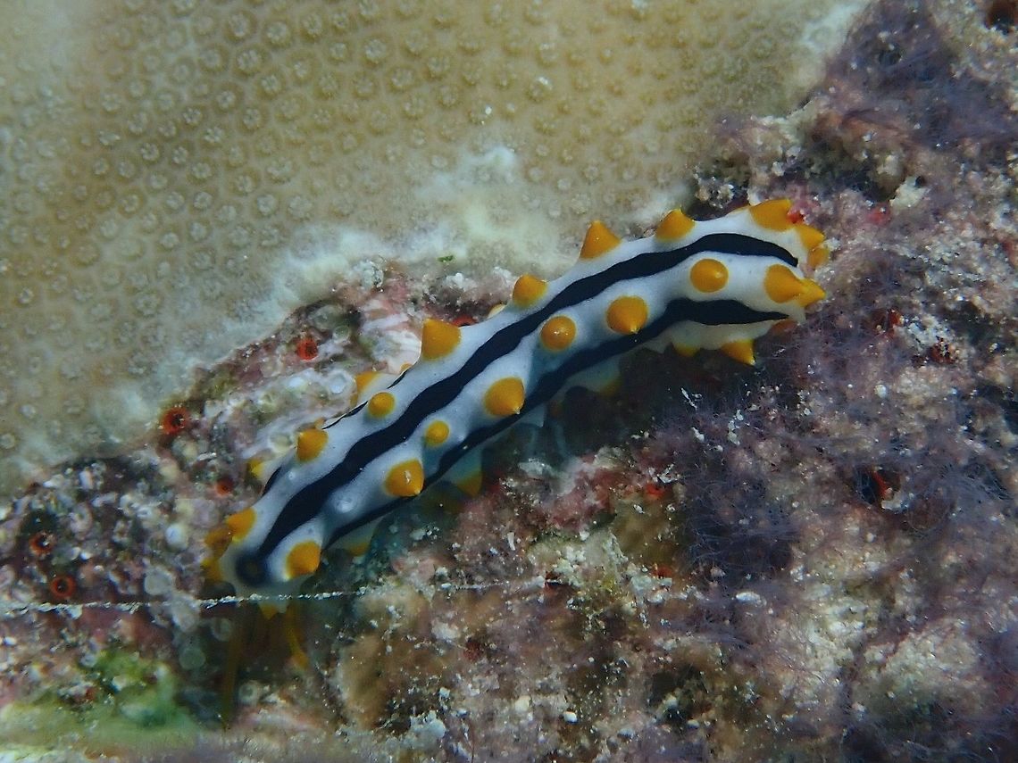 Black-Spotted Sea Cucumber, juvenile phase This is a juvenile Black-Spotted Sea Cucumber - Bohadschia graeffei which mimics sea slugs Black-Spotted Sea Cucumber,Maldives,Pearsonothuria graeffei,Sea Cucumber