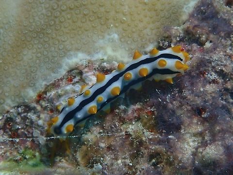 Black-Spotted Sea Cucumber, juvenile phase This is a juvenile Black-Spotted Sea Cucumber - Bohadschia graeffei which mimics sea slugs Black-Spotted Sea Cucumber,Maldives,Pearsonothuria graeffei,Sea Cucumber