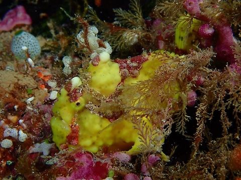 Clown Frogfish - Antennarius maculatus  Antennarius maculatus.Clown Frogfish,Fish,Frogfish,Maldives