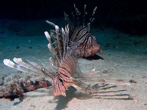 Red Lionfish - Pterois volitans  Fish,Lionfish,Maldives,Pterois volitans,Red Lionfish