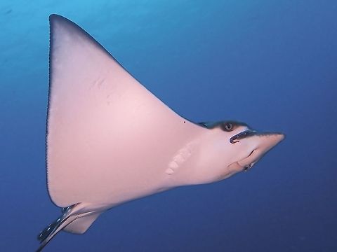 All white & clean :D This is a juvenile Spotted Eagle Ray - Aetobatus narinari wing span of just over 0.5 meters, was very friendly and comfortable with me approaching up-close to it.  Despite their small size, they still have venomous spine on its tail and the tail was nearly 1.5 meters long. Aetobatus narinari,Eagle Ray,Fish,Maldives,Ray,Spotted Eagle Ray