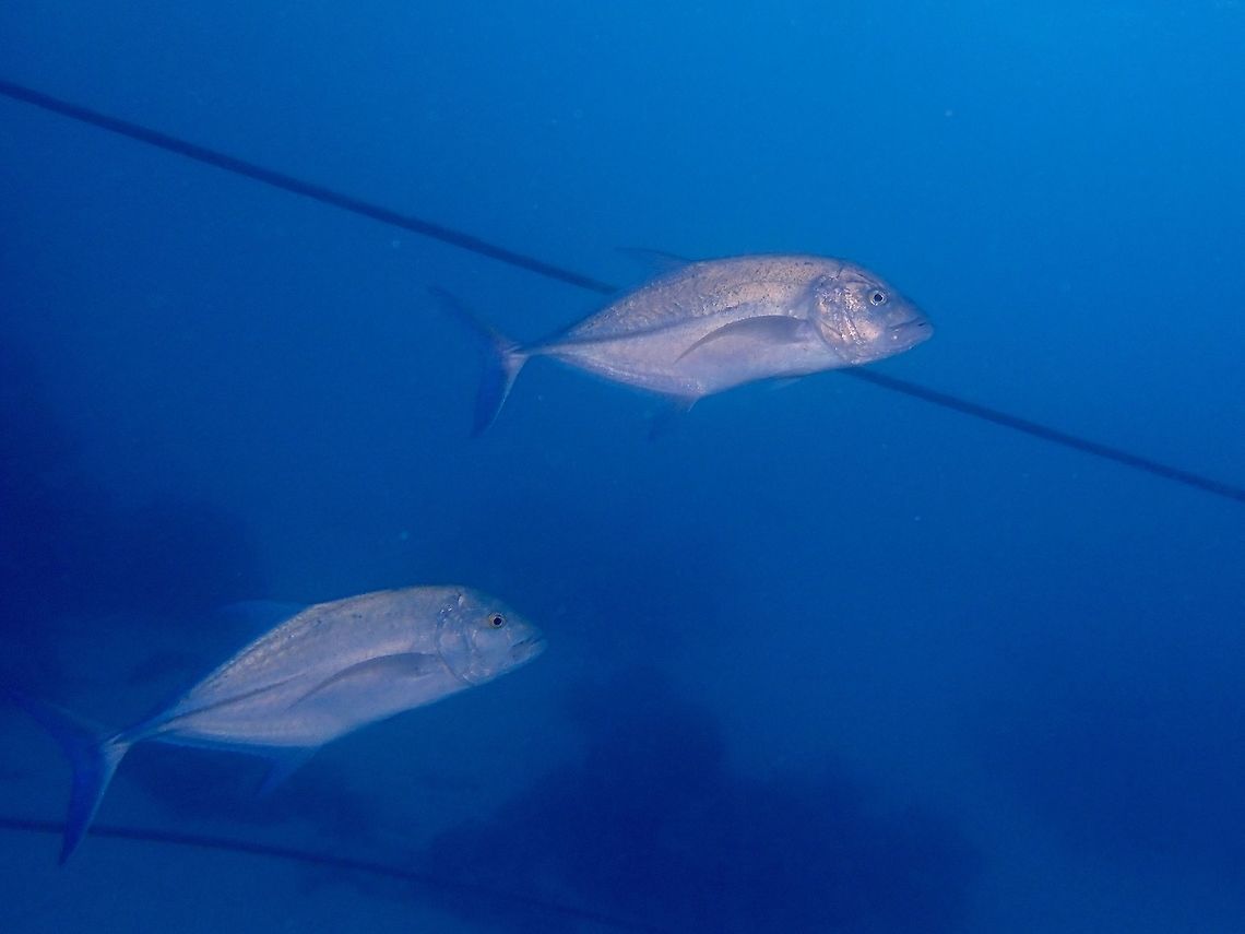 Bluefin Trevally - Caranx melampygus  Bluefin Trevally,Caranx melampygus,Fish,Jacks,Maldives,Trevally