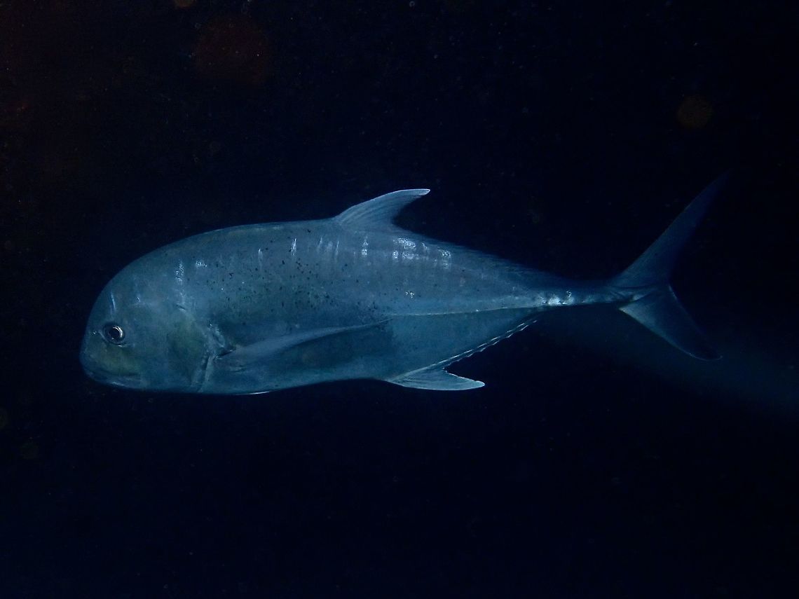 Giant Trevally - Caranx ignobilis  Caranx ignobilis,Fish,Giant Trevally,Jacks,Maldives,Trevally