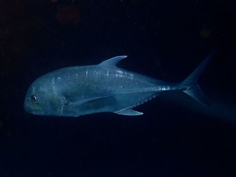 Giant Trevally - Caranx ignobilis  Caranx ignobilis,Fish,Giant Trevally,Jacks,Maldives,Trevally