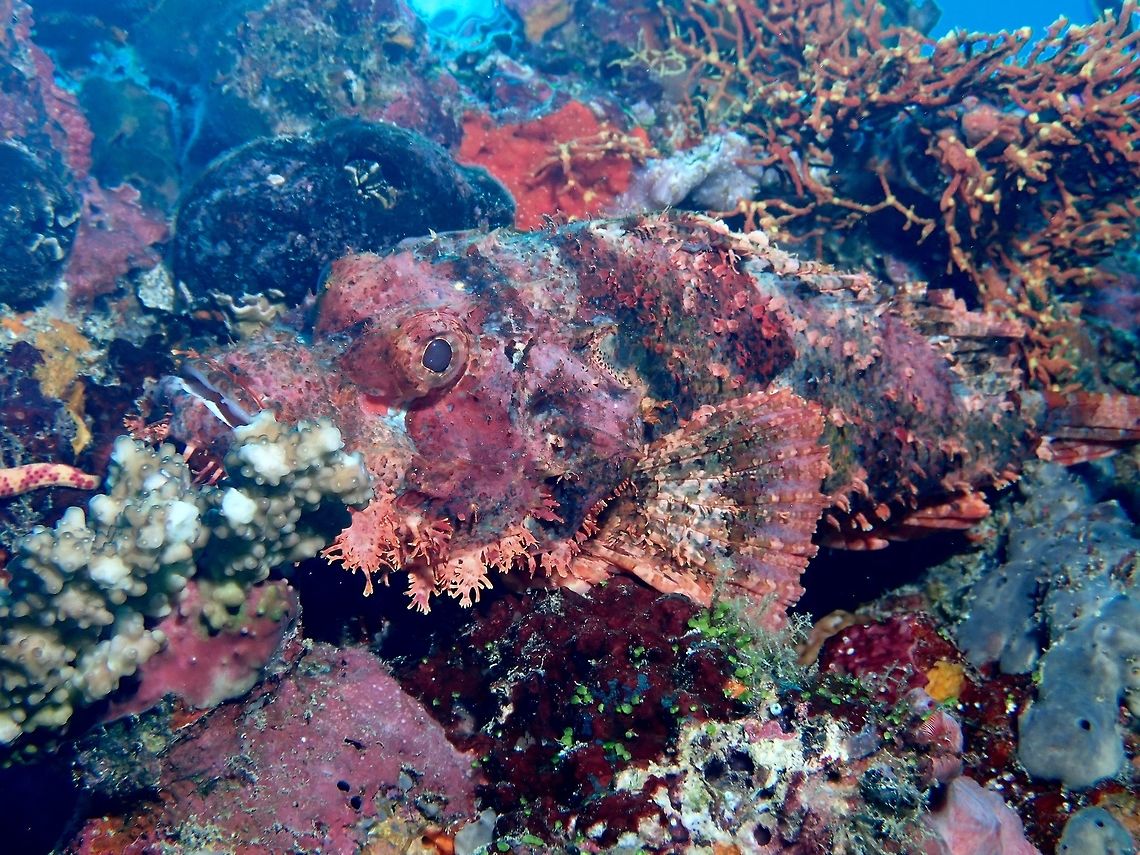 I'm one with the habitat This Tassled Scorpionfish - Scorpaenopsis oxycephala camouflages very well with their surrounding and can easily pass as part of the coral reef. Fish,Maldives,Scorpaenopsis oxycephala,Scorpionfish,Tassled Scorpionfish