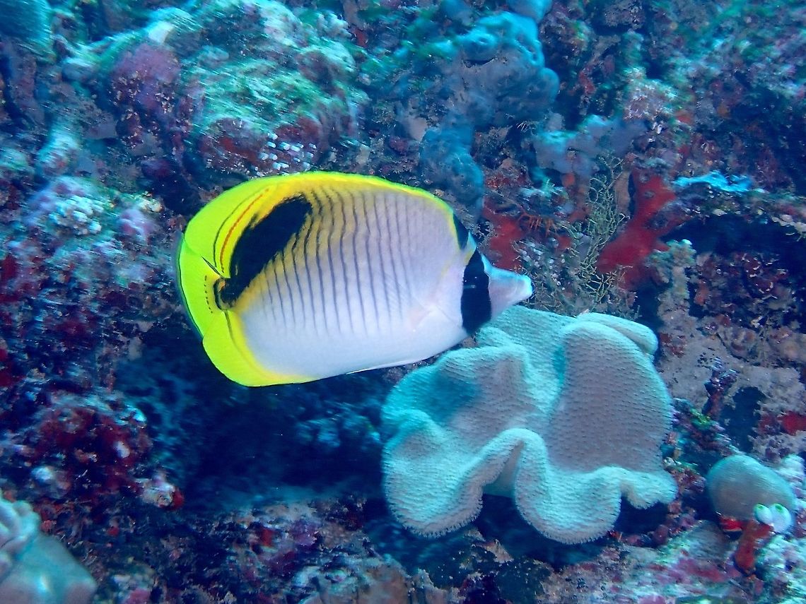 Spot-Nape Butterflyfish - Chaetodon oxycephalus The Spot-Nape Butterflyfish - Chaetodon oxycephalus is white with vertical black lines; broad black band rear body, black eye bar with separated black patch on nape.  This species looks very similar to the LIned Butterflyfish - Chaetodon lineolatus except for the wide black eye bar which encloses a white spot on the nape. Butterflyfish,Chaetodon oxycephalus,Fish,Maldives,Spot-Nape Butterflyfish