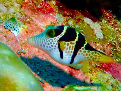 Black Saddled Toby - Canthigaster valentini  Black-Saddled Toby,Canthigaster valentini,Fish,Maldives,Toby,Valentinnis Sharpnose Puffer