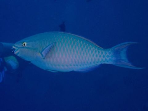 Tricolor Parrotfish - Scarus tricolor  Fish,Maldives,Parrotfish,Scarus tricolor,Tri-color Parrotfish