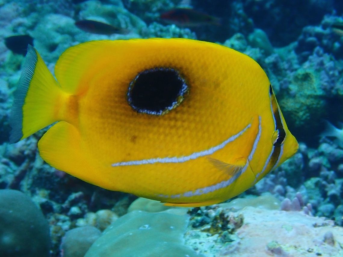 Eclispe Butterflyfish - Chaetodon bennetti  Bluelashed butterflyfish,Butterflyfish,Chaetodon bennetti,Eclispe Butterflyfish,Fish,Maldives
