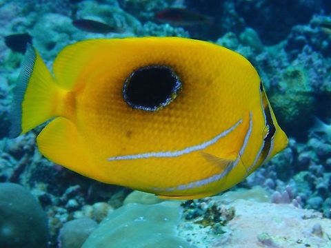 Eclispe Butterflyfish - Chaetodon bennetti  Bluelashed butterflyfish,Butterflyfish,Chaetodon bennetti,Eclispe Butterflyfish,Fish,Maldives