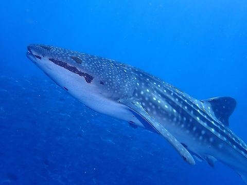 Whaleshark - Rhincodon typus Saw 2 of this Whale Sharks at the same dive site for 3 dives, it was an amazing encounter but at the same time sad because both Whale Sharks looks unhealthy and were badly infected by parasitic Copepod - Pandarus rhincodonicus, which is mostly known and associated to the Whale Shark with its name deriving from the Whale Shark. Fish,Palawan,Philippines,Rhincodon typus,Shark,Whale shark