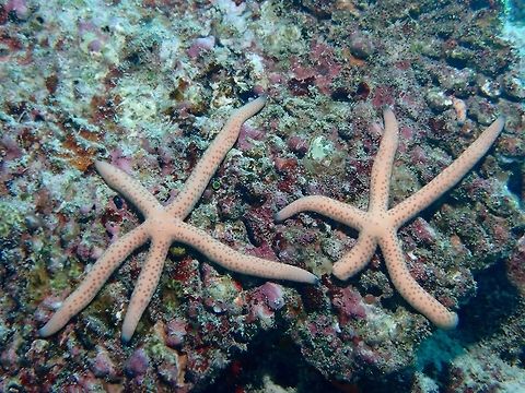 Starfish - Linckia multifora  Linckia multifora,Maldives,Starfish
