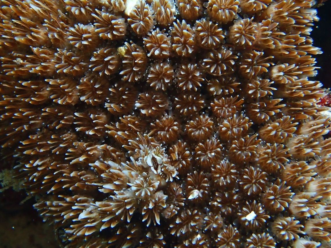 Stony Corals - Galaxea astreata  Corals,Galaxea astreata,Maldives,Stony Corals