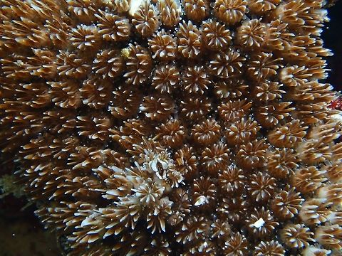 Stony Corals - Galaxea astreata  Corals,Galaxea astreata,Maldives,Stony Corals