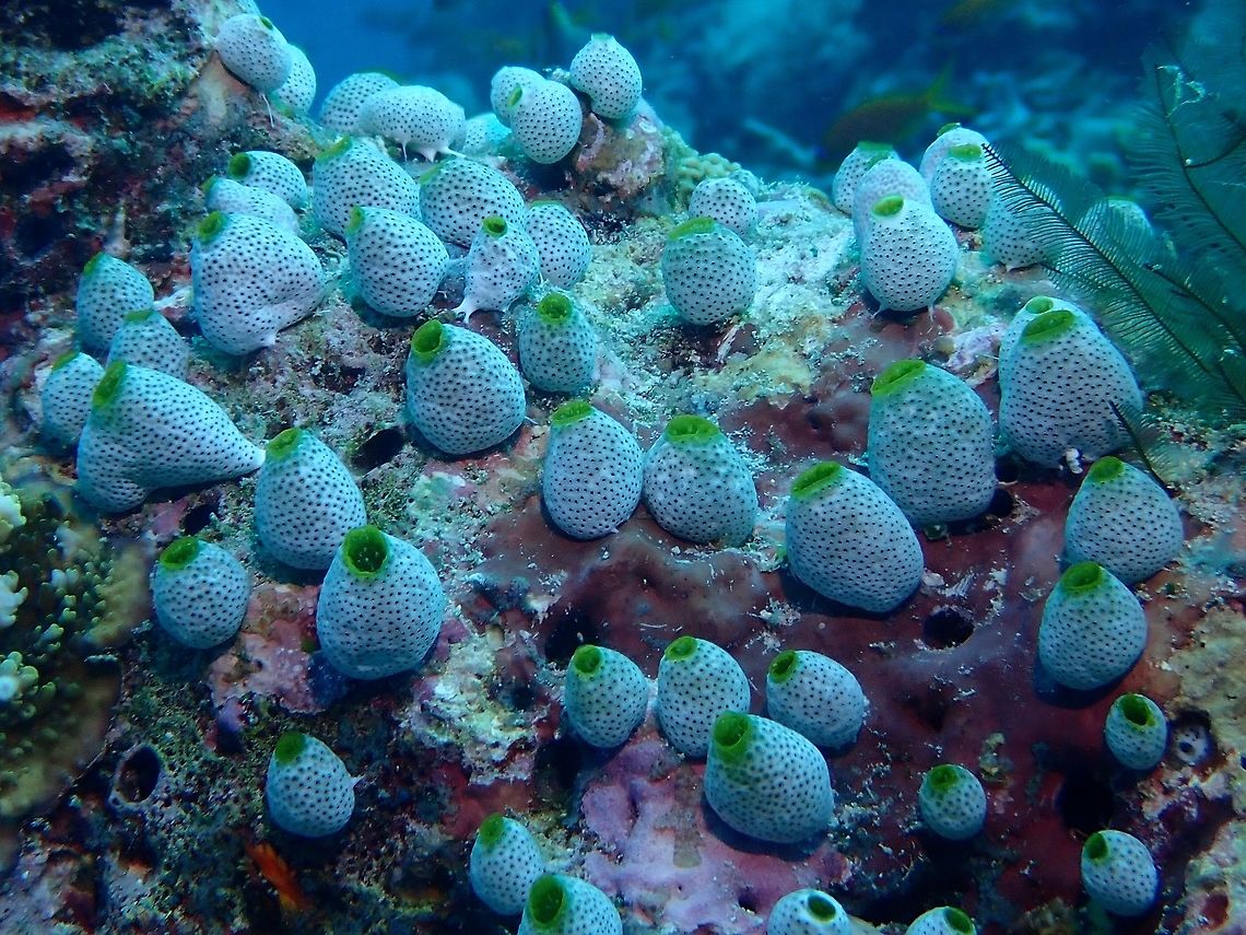Colonian Tunicates - Didemnum molle  Didemnum molle,Maldives,Tall urn ascidian,Tunicates