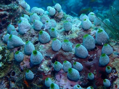 Colonian Tunicates - Didemnum molle  Didemnum molle,Maldives,Tall urn ascidian,Tunicates