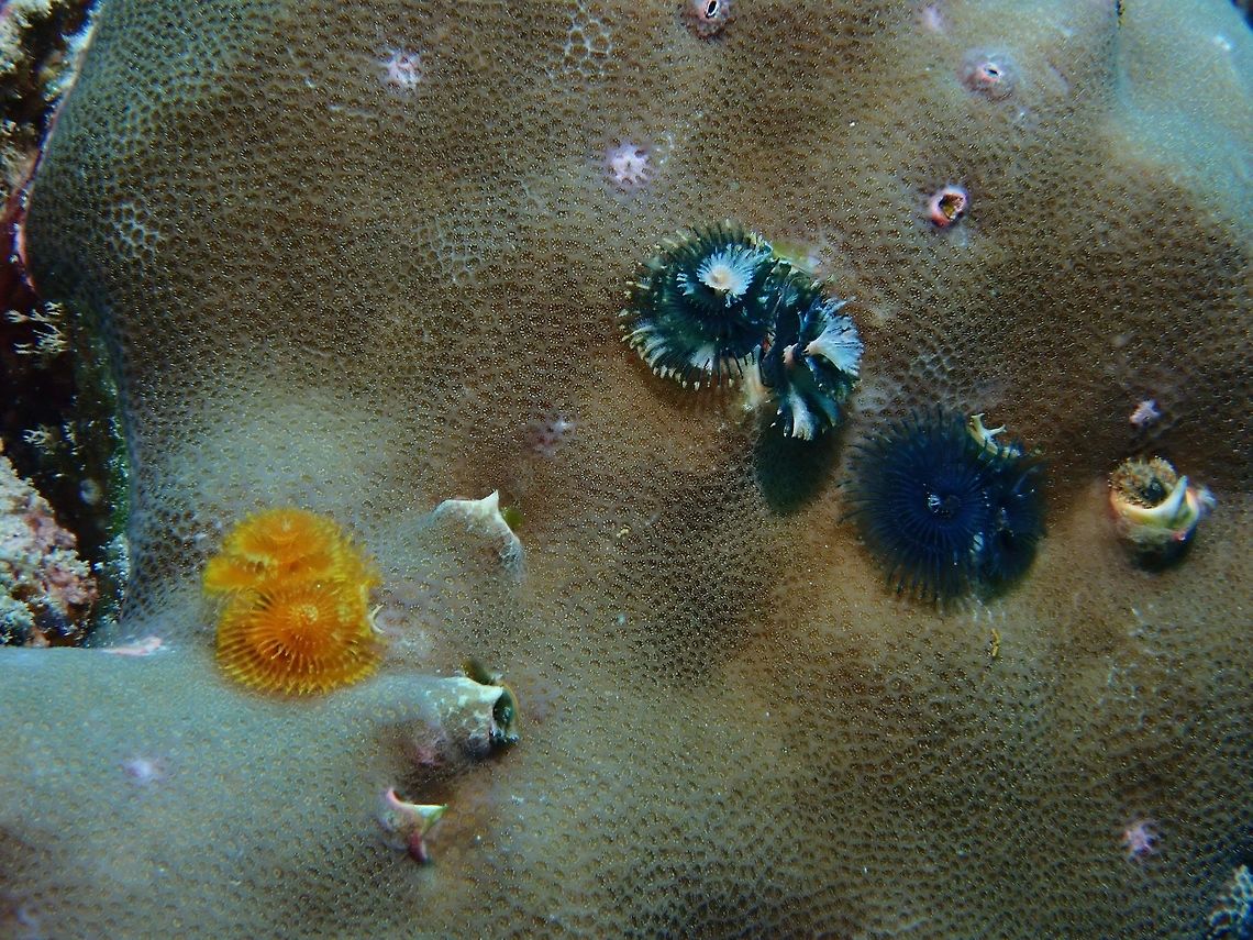 Christmas Tree Worm - Spirobranchus corniculatus  Christmas Tree Worm,Indo-Pacific Christmas Tree Worm,Maldives,Polychate Worm,Spirobranchus corniculatus