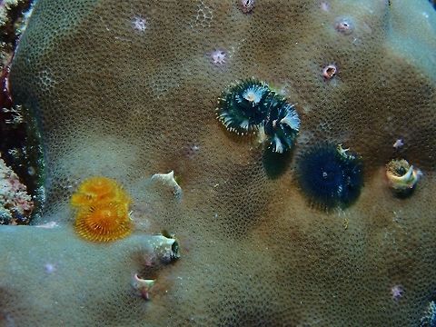Christmas Tree Worm - Spirobranchus corniculatus  Christmas Tree Worm,Indo-Pacific Christmas Tree Worm,Maldives,Polychate Worm,Spirobranchus corniculatus