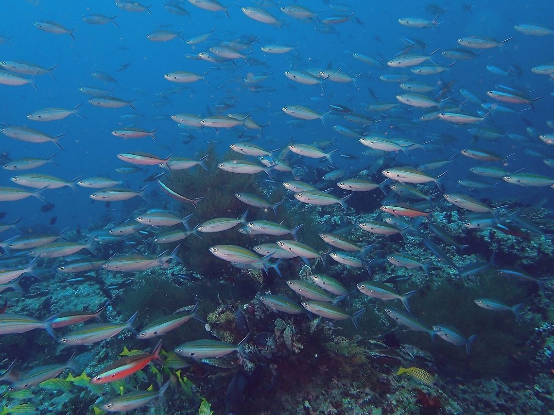 Gold-Band Fusilier - Caesio caerulaurea The Gold-Band Fusilier - Caesio caerulaurea is also known as Blue and Gold Fusilier.  They usually forms groups and feeds in the water column off the reef and are sometimes seen mixed with other species of Fusiliers. Caesio caerulaurea,Fish,Fusilier,Gold-Band Fusielier,Maldives